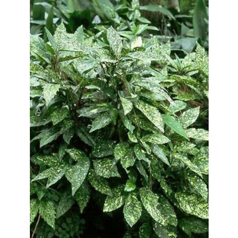 Aucuba du Japon 'Variegata' Pot de 7,5L/10L (1/5)