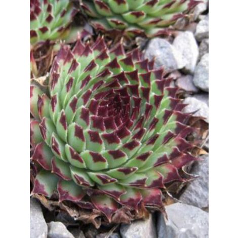 Joubarbe du calcaire Godet de 8/9 cm