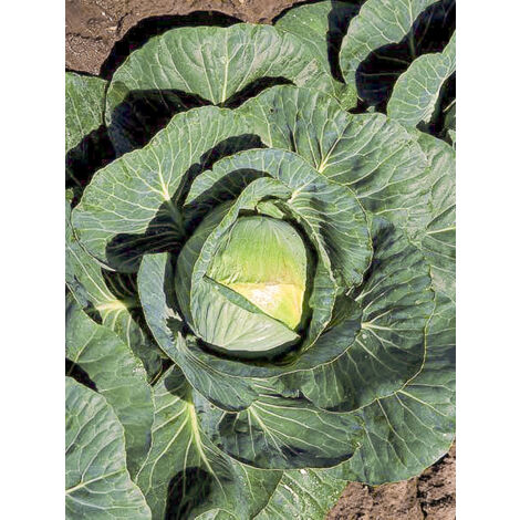 Chou cabus, Chou pommé 'Consul F1' le sachet de 400 graines (2g) (1/2)
