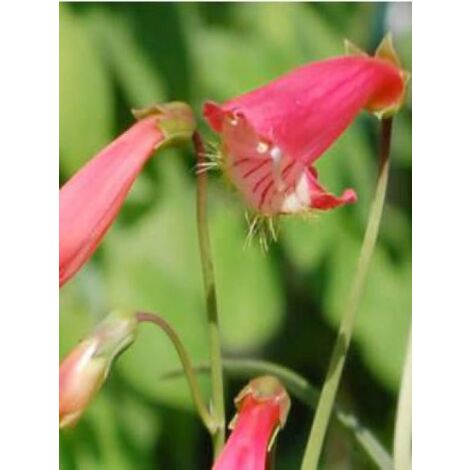Galane 'Coccineus' Godet de 8/9 cm (1/3)