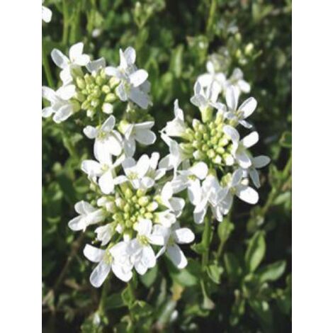 Arabette 'Neuschnee' Godet de 8/9 cm (1/4)