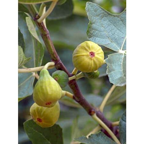 Figuier 'Blanquette' Pot de 4L/5L (1/3)