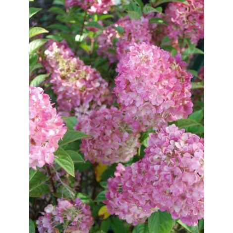 Hortensia paniculé 'Sundae Fraise'® Pot de 7,5L/10L (1/5)