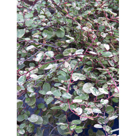 Pseudanthus 'Radiance' Pot de 4L/5L