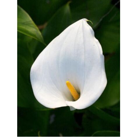 Arum d'Éthiopie Godet de 8/9 cm
