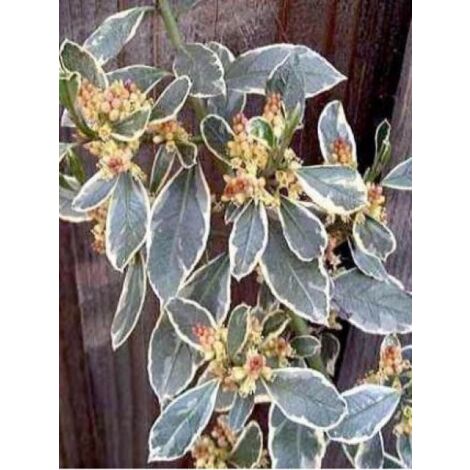 Alaterne 'Argenteovariegata' Pot de 2L/3L (1/4)