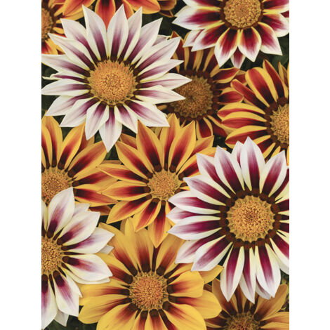 Gazanie 'New Day Tiger Stripe mix' le sachet de 50 graines (0,1g) (1/2)