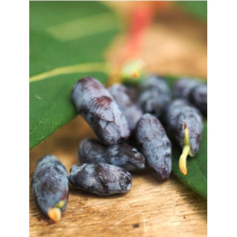 Chèvrefeuille 'Blue Velvet' ou 'Sweet Myberry' Godet de 8/9 cm (1/2)