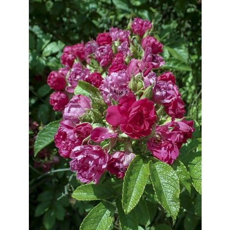 Rosier rugueux 'FJ Grootendorst' Pot de 4L/5L