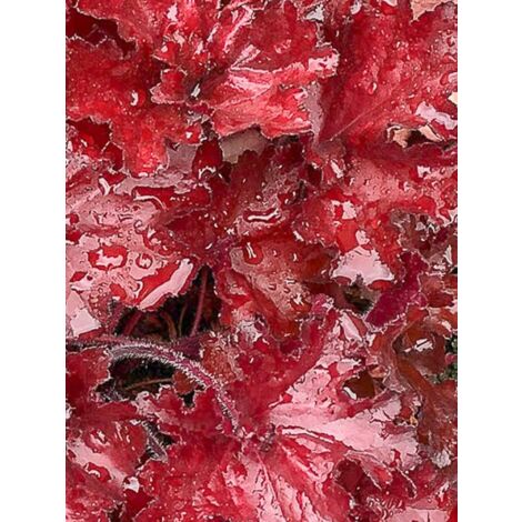 Heuchère 'Forever Red' Pot de 1,5L/2L