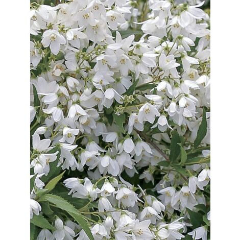 Deutzia 'Yuki Snowflake' Pot de 7,5L/10L (1/5)