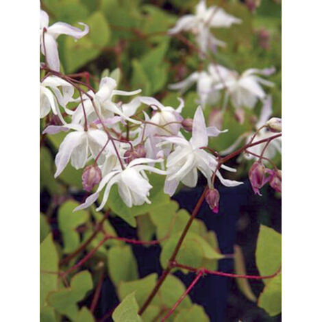 Fleur des elfes 'Yenomoto' Godet de 8/9 cm (1/2)