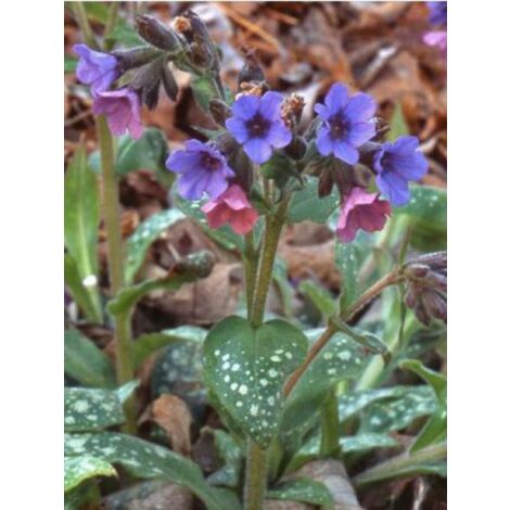 Pulmonaire 'Victorian Brooch' Godet de 8/9 cm (1/3)