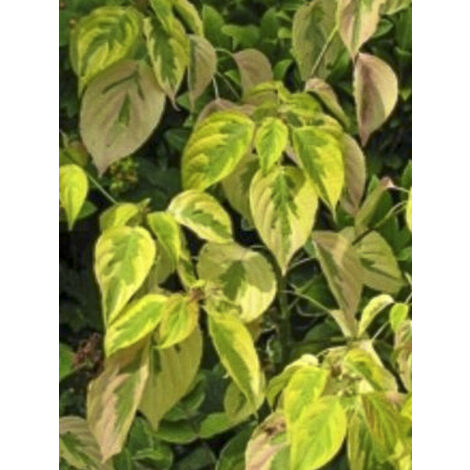 Cornouiller 'Blooming Merry Tetra' Pot de 7,5L/10L (1/2)