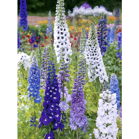 Pied d'Alouette elatum 'Magic Fountain Mix' le sachet de 50 graines (0,1g) (1/2)