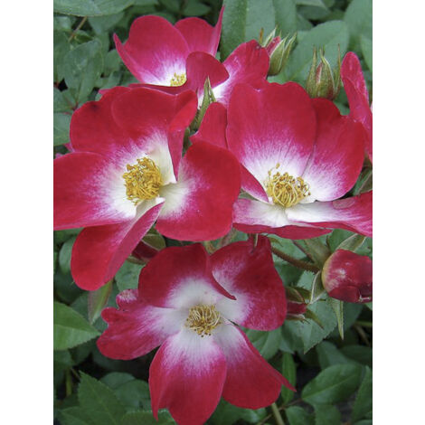 Rosier arbuste 'Bukavu' Pot de 4L/5L