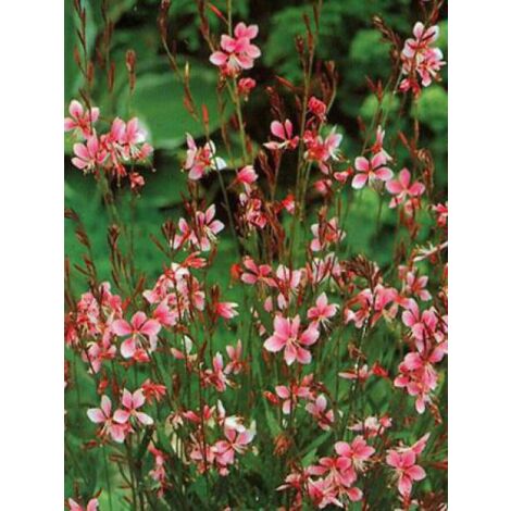 Gaura lindheimeri 'Siskiyou Pink' – Plante vivace fleurie – Hauteur à maturité 60 cm – Fleur rose non parfumée – Godet 8/9 cm