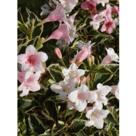 Weigela x kosteriana 'Variegata' Pot de 2L/3L (1/2)