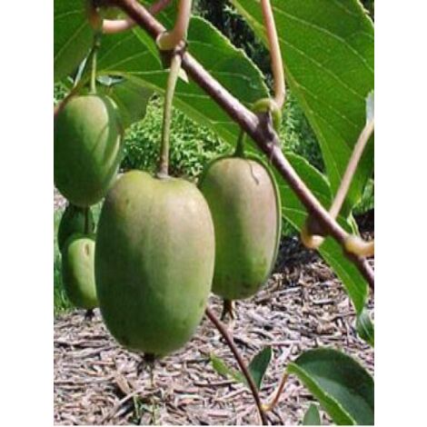 Kiwi, Kiwaï 'Issai' auto-fertile Pot de 1,5L/2L