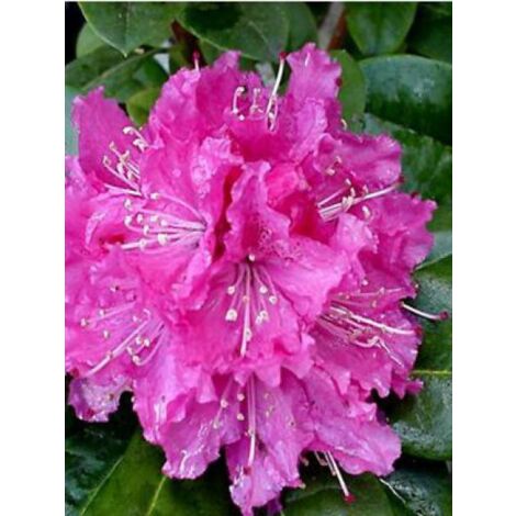 Rhododendron 'Rocket' Pot de 4L/5L (1/2)