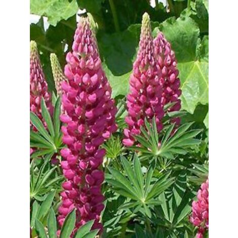 Lupin 'Gallery Red' Godet de 8/9 cm