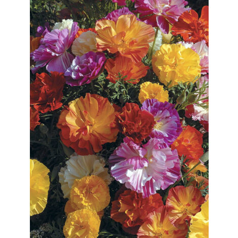 Pavot de Californie 'Jelly Beans' le sachet de 100 graines (0,2g) (1/2)