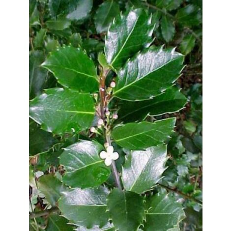Houx 'Blue Prince' Godet de 8/9 cm (1/5)