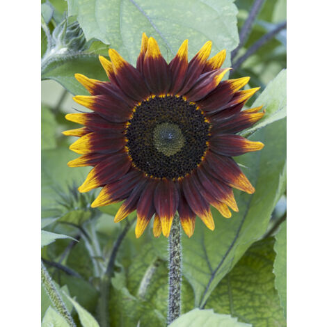 Soleil, Tournesol 'Schock-o-Lat F1' le sachet de 25 graines (1/2)
