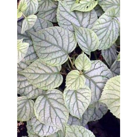 Schizophragma hydrangeoides 'Moonlight' Pot de 2L/3L (1/3)