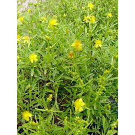 Hypericum androsaemum 'Buttercup' Godet de 8/9 cm (1/2)