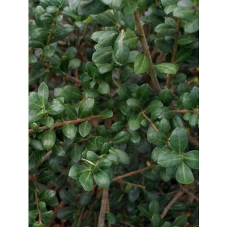 Houx crénelé 'Dark Green'® Pot de 2L/3L, Touffe (1/2)