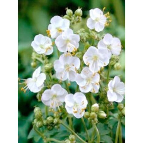 Géranium vivace rhizomateux 'White-Ness' Godet de 8/9 cm