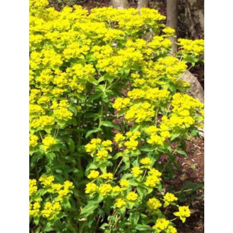 Euphorbe wallichii Godet de 8/9 cm (1/3)