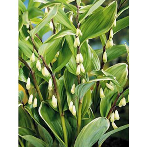 Polygonatum falcatum 'Variegatum' Godet de 8/9 cm (1/4)