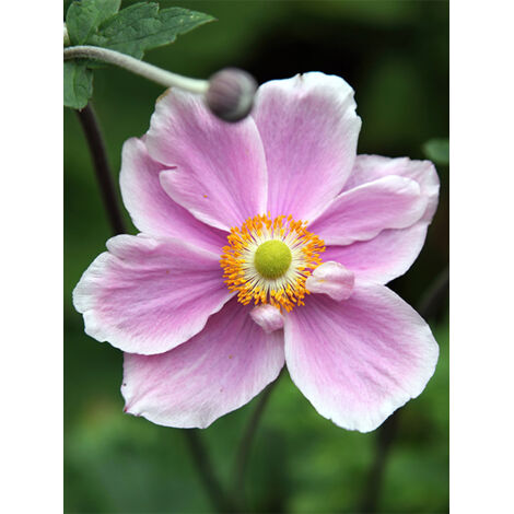 Anémone du Japon tomentosa 'Albadura' Godet de 8/9 cm