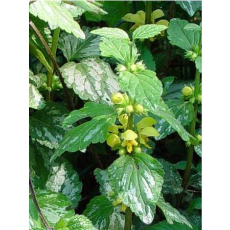 Ortie jaune 'Florentinum' Pot de 2L/3L (1/2)