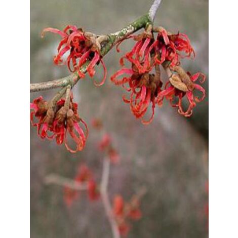 Noisetier de sorcière 'Diane' Pot de 4L/5L (1/5)