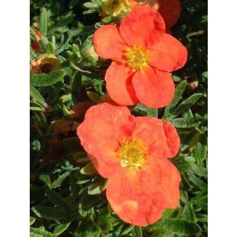 Potentille arbustive 'Red Ace' Godet de 8/9 cm (1/4)