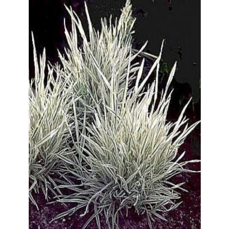 Houlque 'Albovariegatus' Godet de 8/9 cm