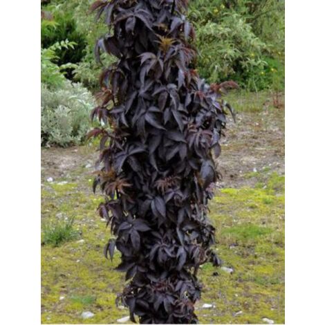 Sureau noir 'Black Tower'® Pot de 7,5L/10L