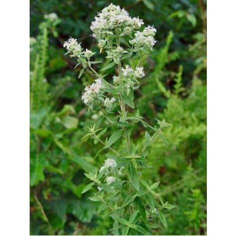 Menthe des montagnes Godet de 8/9 cm (1/4)
