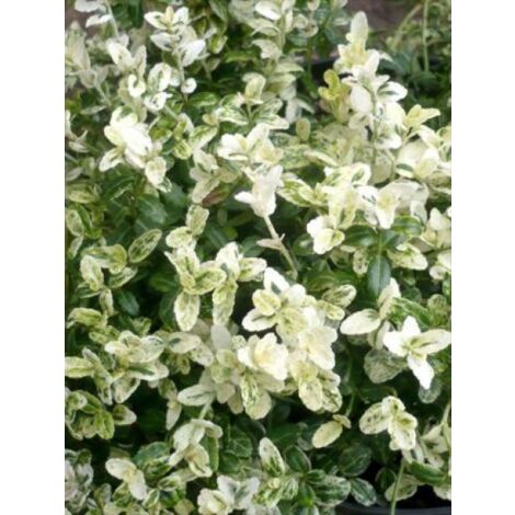 Fusain persistant 'Silverstone'® Pot de 2L/3L (1/3)