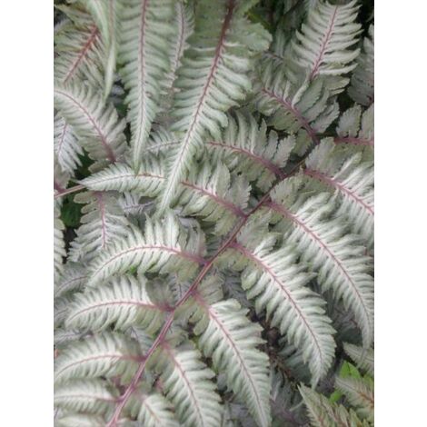 Athyrium niponicum 'Pewter Lace' Godet de 8/9 cm (1/3)