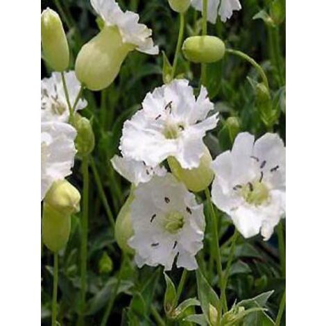 Silène maritime 'Weisskehlchen' Godet de 8/9 cm (1/2)
