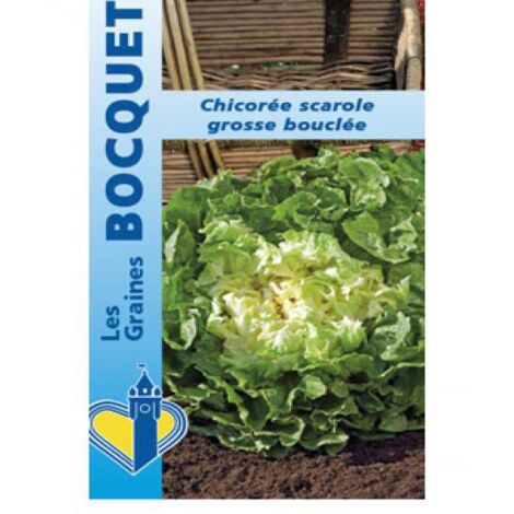 Chicorée sauvage 'Grosse Bouclée' le sachet de 1800 graines (3g) (1/2)