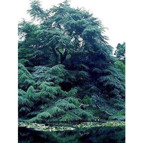 Cèdre bleu de l'Atlas Pot de 7,5L/10L