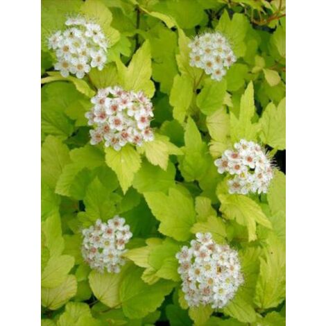 Physocarpe à feuilles d'Obier 'Dart's Gold' Pot de 3L/4L (1/5)
