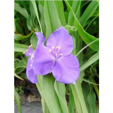 Ephémère de Virginie 'Zwanenburg Blue' Godet de 8/9 cm (1/2)