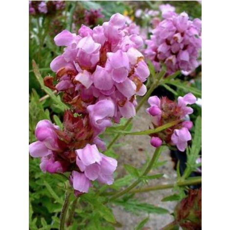 Brunelle, Prunelle 'Loveliness' Godet de 8/9 cm (1/2)