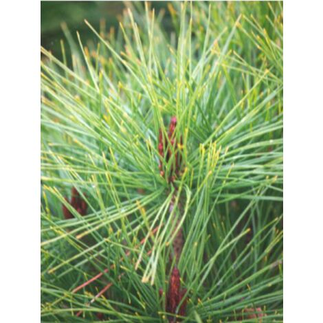 Pinus densiflora 'Alice Verkade' Pot de 4L/5L (1/2)